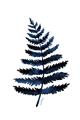 Picture of Blue Fern _GroupedProduct_Rectangle_Portrait_Unframed_Print_Only_