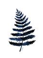 Picture of Blue Fern _GroupedProduct_Rectangle_Portrait_Unframed_Print_Only_