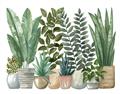 Picture of Plant Party _GroupedProduct_Rectangle_Landscape_Unframed_Print_Only_