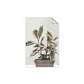 Picture of Pink Leaf House Plant _GroupedProduct_Rectangle_Portrait_Unframed_Print_Only_