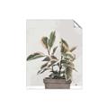Picture of Pink Leaf House Plant _GroupedProduct_Rectangle_Portrait_Unframed_Print_Only_