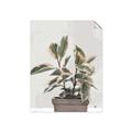 Picture of Pink Leaf House Plant _GroupedProduct_Rectangle_Portrait_Unframed_Print_Only_
