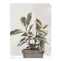 Picture of Pink Leaf House Plant _GroupedProduct_Rectangle_Portrait_Unframed_Print_Only_