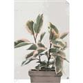 Picture of Pink Leaf House Plant _GroupedProduct_Rectangle_Portrait_Unframed_Print_Only_