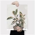 Picture of Pink Leaf House Plant _GroupedProduct_Rectangle_Portrait_Canvas_