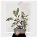 Picture of Pink Leaf House Plant _GroupedProduct_Rectangle_Portrait_Canvas_