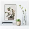 Picture of Pink Leaf House Plant _GroupedProduct_Rectangle_Portrait_Canvas_Framed_