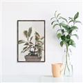 Picture of Pink Leaf House Plant _GroupedProduct_Rectangle_Portrait_Canvas_Framed_