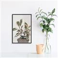 Picture of Pink Leaf House Plant _GroupedProduct_Rectangle_Portrait_Canvas_Framed_