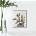 Picture of Pink Leaf House Plant _GroupedProduct_Rectangle_Portrait_Canvas_Framed_