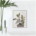 Picture of Pink Leaf House Plant _GroupedProduct_Rectangle_Portrait_Canvas_Framed_