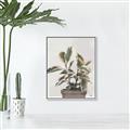 Picture of Pink Leaf House Plant _GroupedProduct_Rectangle_Portrait_Canvas_Framed_