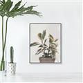 Picture of Pink Leaf House Plant _GroupedProduct_Rectangle_Portrait_Canvas_Framed_