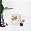 Picture of Plant Shoe Beige _GroupedProduct_Square_Canvas_Framed_