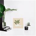 Picture of Plant Shoe Beige _GroupedProduct_Square_Unframed_Print_Only_