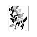 Picture of Black Botanical _GroupedProduct_Rectangle_Portrait_Canvas_Framed_