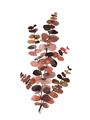 Picture of Rust Color Eucalyptus I  _GroupedProduct_Rectangle_Portrait_Unframed_Print_Only_
