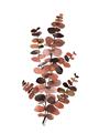 Picture of Rust Color Eucalyptus I  _GroupedProduct_Rectangle_Portrait_Unframed_Print_Only_