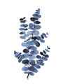 Picture of Blue Color Eucalyptus I  _GroupedProduct_Rectangle_Portrait_Unframed_Print_Only_