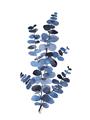 Picture of Blue Color Eucalyptus I  _GroupedProduct_Rectangle_Portrait_Unframed_Print_Only_