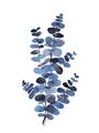 Picture of Blue Color Eucalyptus I  _GroupedProduct_Rectangle_Portrait_Unframed_Print_Only_