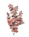 Picture of Pink Color Eucalyptus II _GroupedProduct_Rectangle_Portrait_Unframed_Print_Only_
