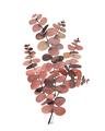 Picture of Pink Color Eucalyptus II _GroupedProduct_Rectangle_Portrait_Unframed_Print_Only_