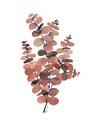 Picture of Pink Color Eucalyptus II _GroupedProduct_Rectangle_Portrait_Unframed_Print_Only_