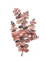 Picture of Pink Color Eucalyptus II _GroupedProduct_Rectangle_Portrait_Unframed_Print_Only_