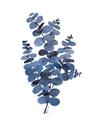 Picture of Blue Color Eucalyptus II  _GroupedProduct_Rectangle_Portrait_Unframed_Print_Only_