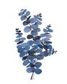 Picture of Blue Color Eucalyptus II  _GroupedProduct_Rectangle_Portrait_Unframed_Print_Only_