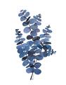 Picture of Blue Color Eucalyptus II  _GroupedProduct_Rectangle_Portrait_Unframed_Print_Only_