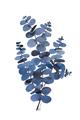 Picture of Blue Color Eucalyptus II  _GroupedProduct_Rectangle_Portrait_Unframed_Print_Only_