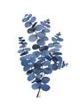 Picture of Blue Color Eucalyptus II  _GroupedProduct_Rectangle_Portrait_Unframed_Print_Only_
