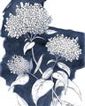 Picture of Hydrangea flower on blue bkg _GroupedProduct_Rectangle_Portrait_Unframed_Print_Only_