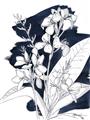 Picture of Blue & White Flower I  _GroupedProduct_Rectangle_Portrait_Unframed_Print_Only_