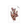 Picture of Rust Color Eucalyptus II  _GroupedProduct_Rectangle_Portrait_Unframed_Print_Only_