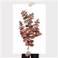 Picture of Rust Color Eucalyptus II  _GroupedProduct_Rectangle_Portrait_Canvas_