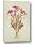 Picture of Dried Flowers with Outline I