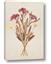 Picture of Dried Flowers I 