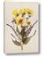 Picture of Dried Flowers II 
