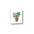 Picture of Aloe Plant _GroupedProduct_Rectangle_Portrait_Canvas_