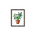 Picture of Aloe Plant _GroupedProduct_Rectangle_Portrait_Canvas_Framed_