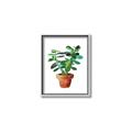 Picture of Aloe Plant _GroupedProduct_Rectangle_Portrait_Canvas_Framed_