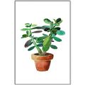 Picture of Aloe Plant _GroupedProduct_Rectangle_Portrait_Canvas_Framed_