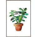 Picture of Aloe Plant _GroupedProduct_Rectangle_Portrait_Canvas_Framed_