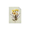 Picture of Dried Flowers with Outline II  _GroupedProduct_Rectangle_Portrait_Unframed_Print_Only_