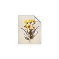 Picture of Dried Flowers II  _GroupedProduct_Rectangle_Portrait_Unframed_Print_Only_