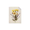 Picture of Dried Flowers II  _GroupedProduct_Rectangle_Portrait_Unframed_Print_Only_