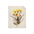 Picture of Dried Flowers II  _GroupedProduct_Rectangle_Portrait_Unframed_Print_Only_